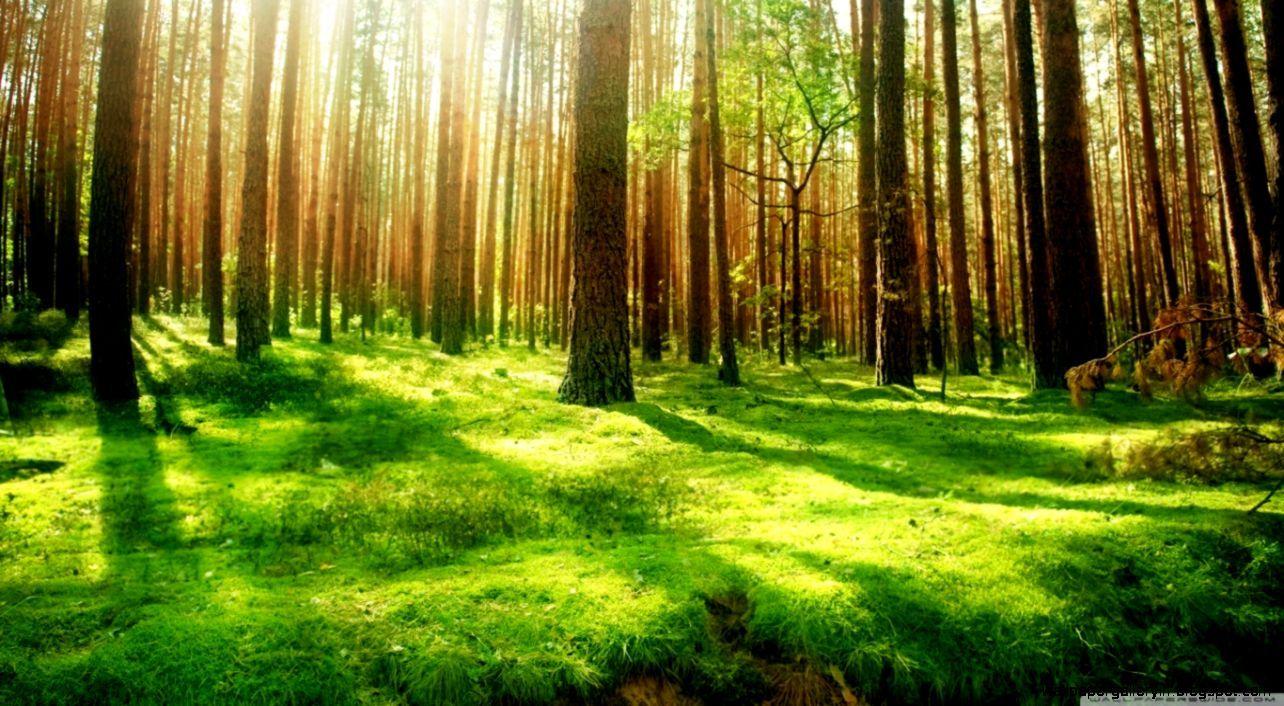 1284x706 Beautiful Green Forest Scenery HD Widescreen