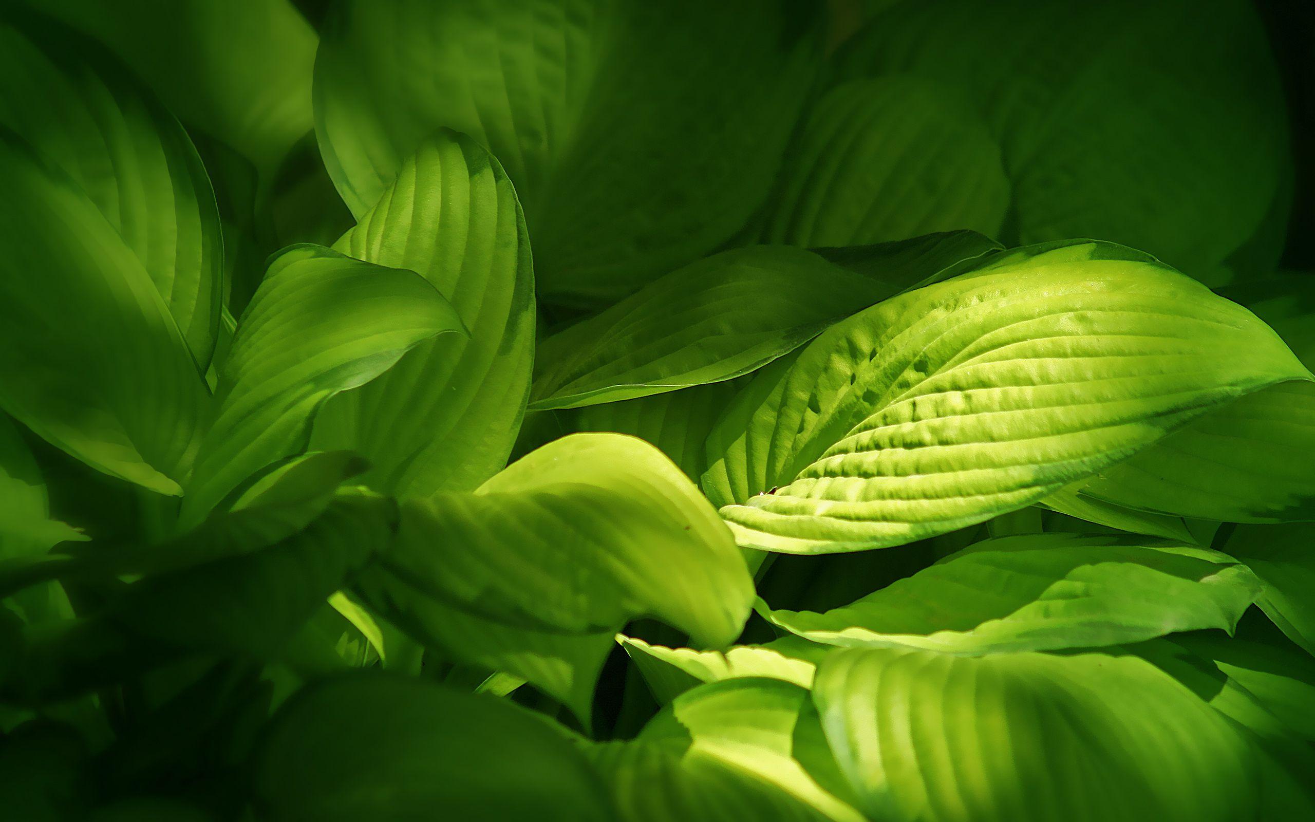 2560x1600 green leaves scenery Desktop Wallpaperk HD