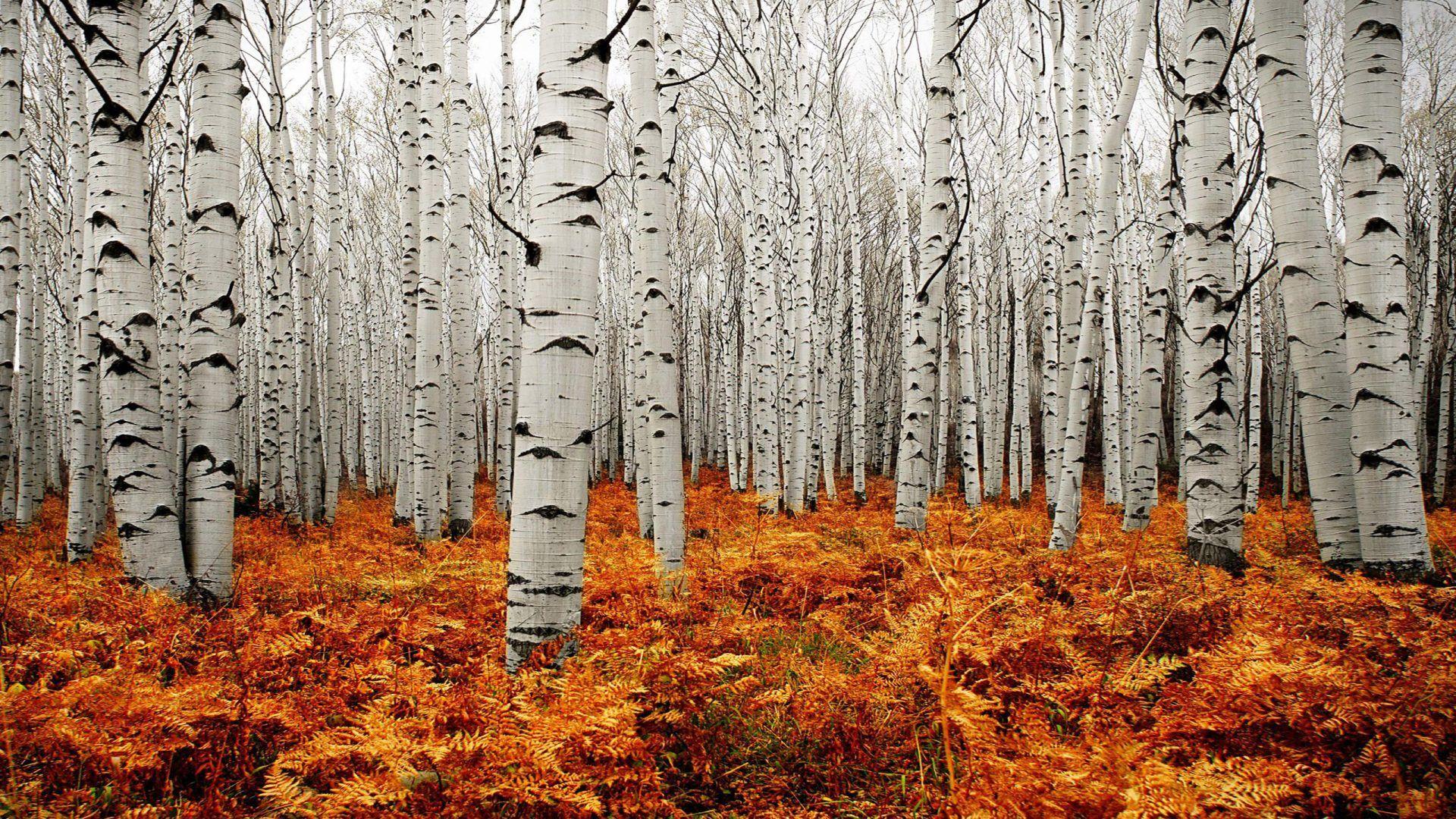 1920x1080 Autumn Tree Forest American Aspens Populus Tremuloide Scenery Of