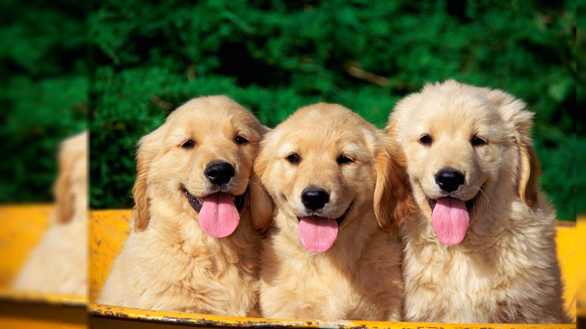 Cute Dog Desktop Wallpapers - Top Free Cute Dog Desktop Backgrounds ...