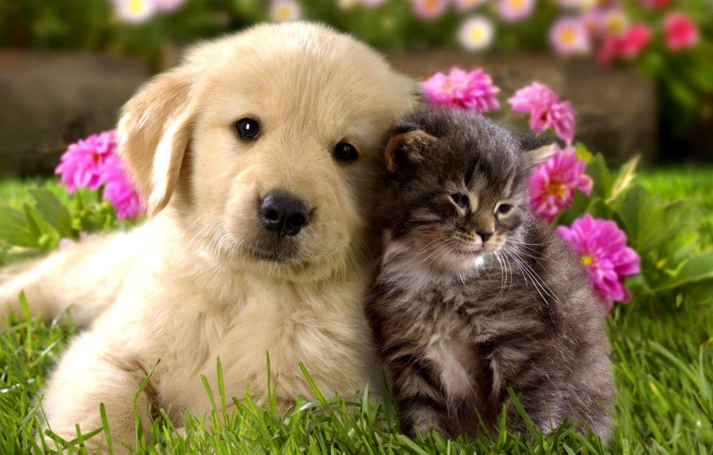 1456x930 Cute Dog And Cat Wallpaper