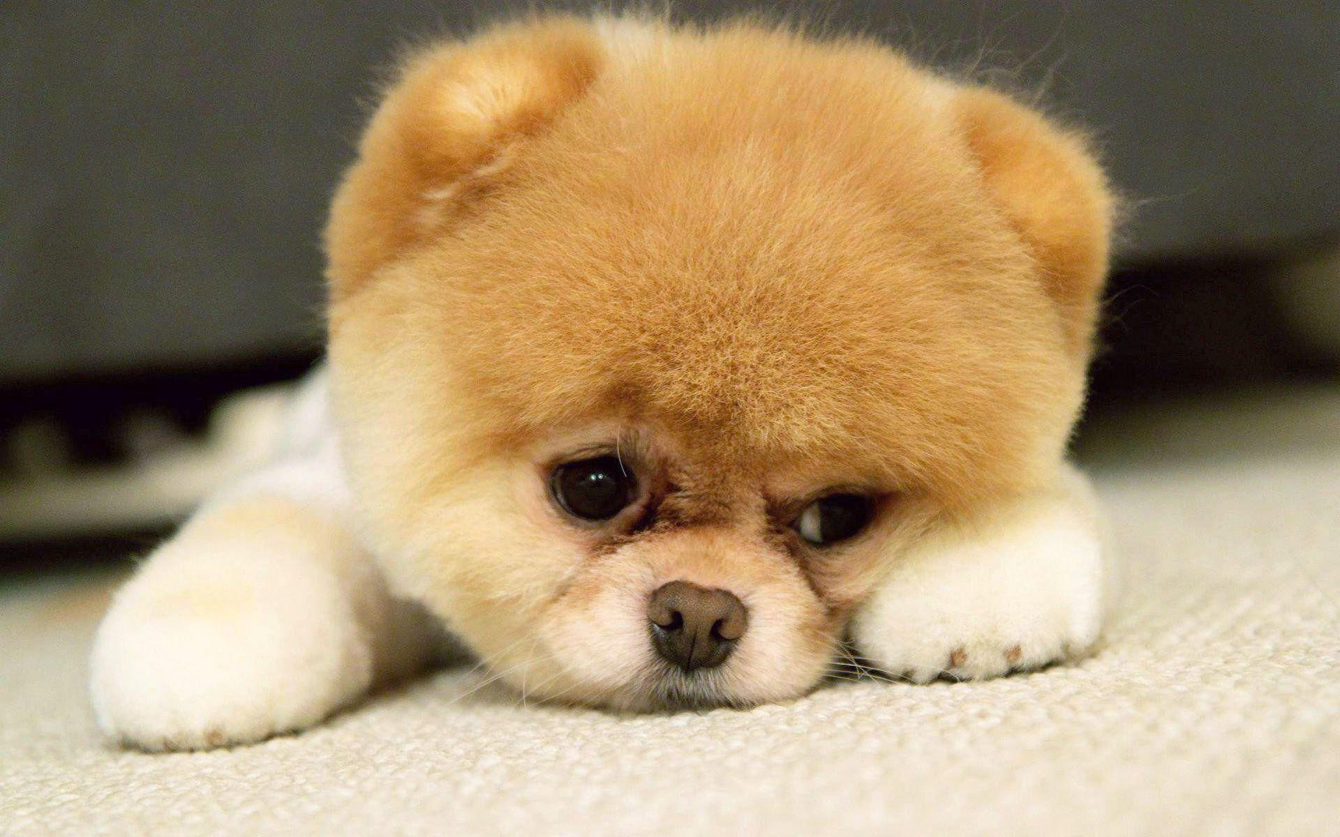 1920x1200 Puppy Desktop Wallpaper
