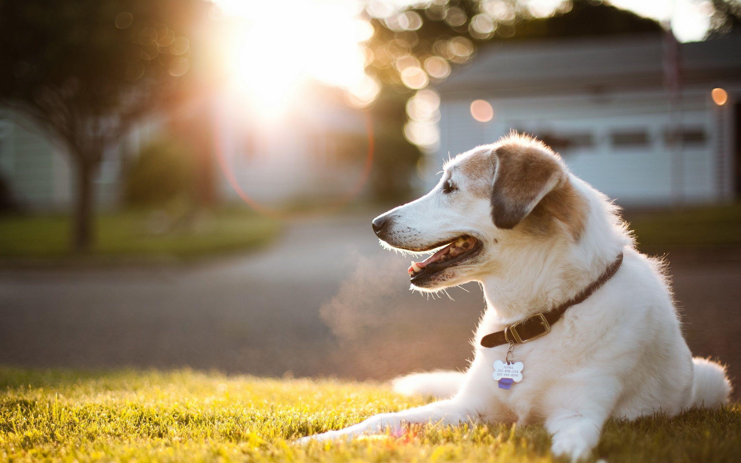 2560x1600 Dog Desktop Background