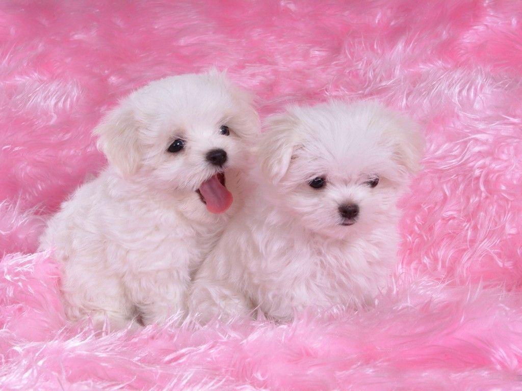 1024x768 Cute Dogs Wallpaper Dog Puppy Desktop Wallpaper HD 1024x768