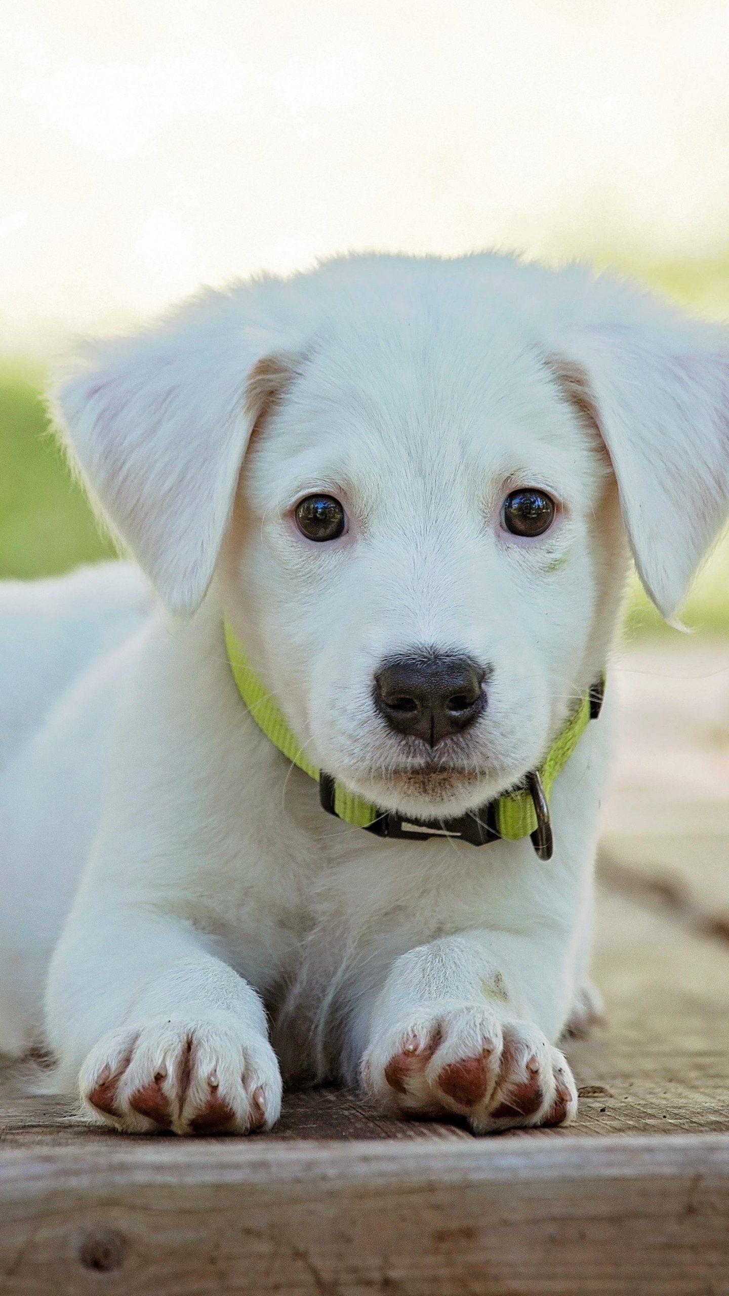 Very Cute Puppy Wallpapers Top Free Very Cute Puppy Backgrounds Very Cute Puppy Wallpapers Top Free Very Cute Puppy Backgrounds