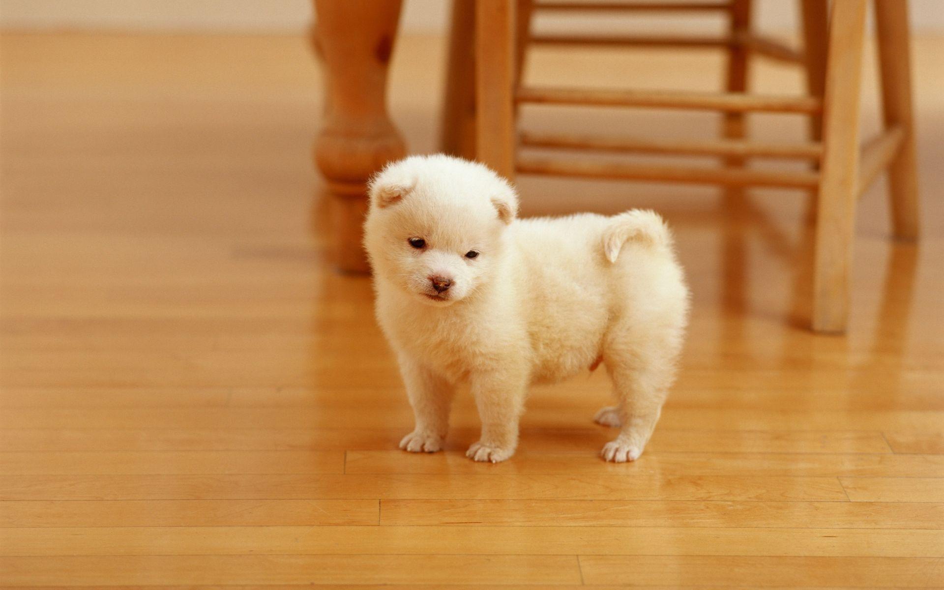 1920x1200 Cute Dog Wallpaper