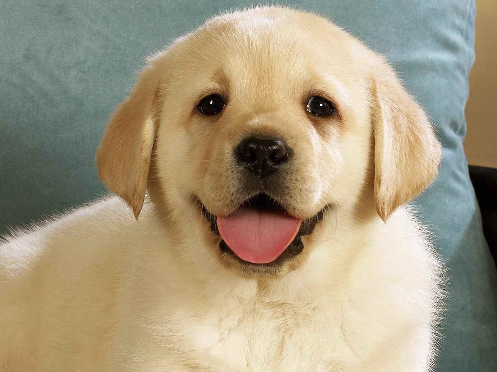1600x1200 Cute dog desktop wallpaper