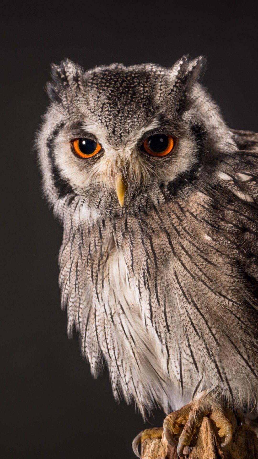 1080x1920 Fantasy Owl Wallpaper For iPhone 7 Plus