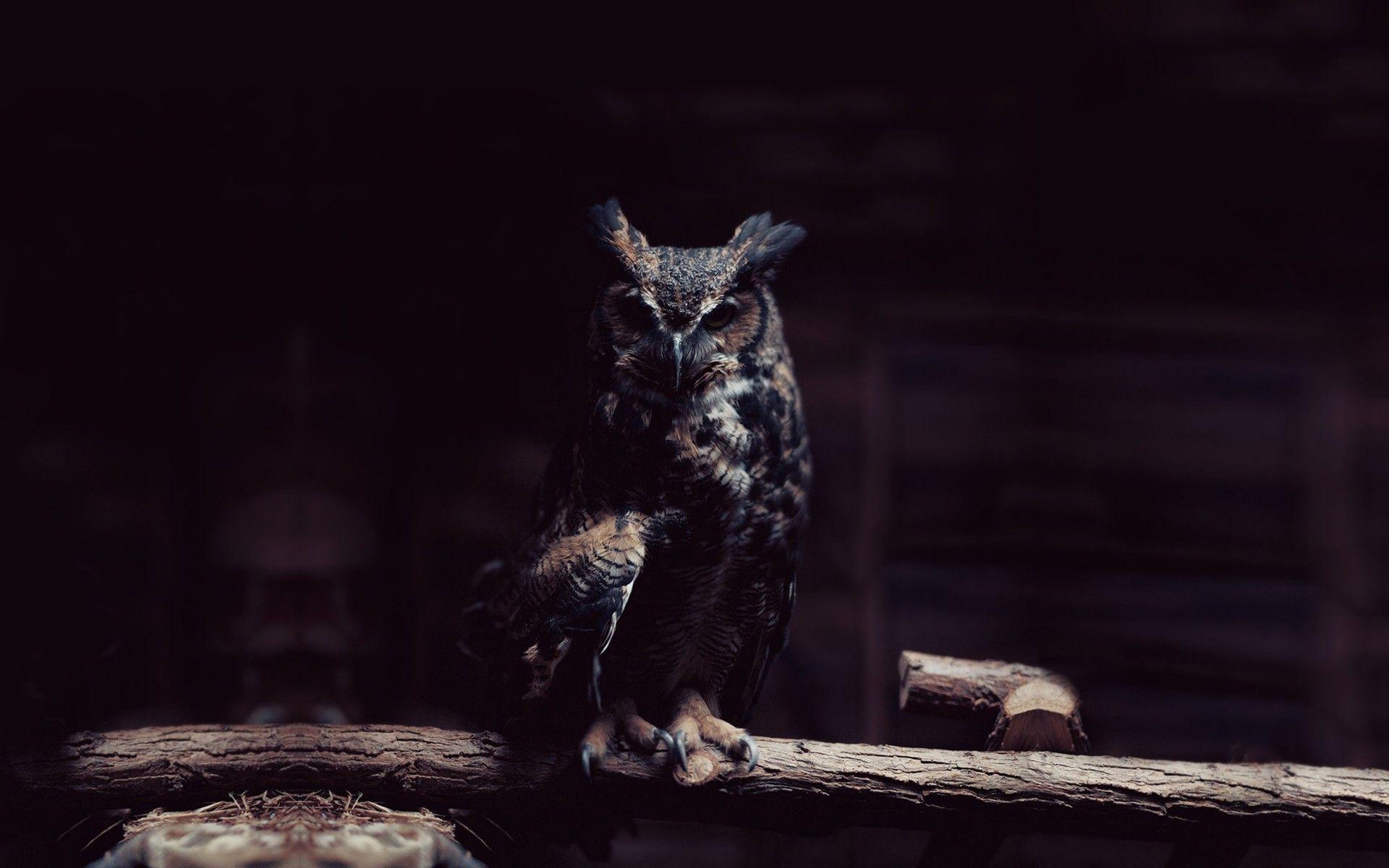 1920x1200 Owl HD Background. Owl Wallpaper
