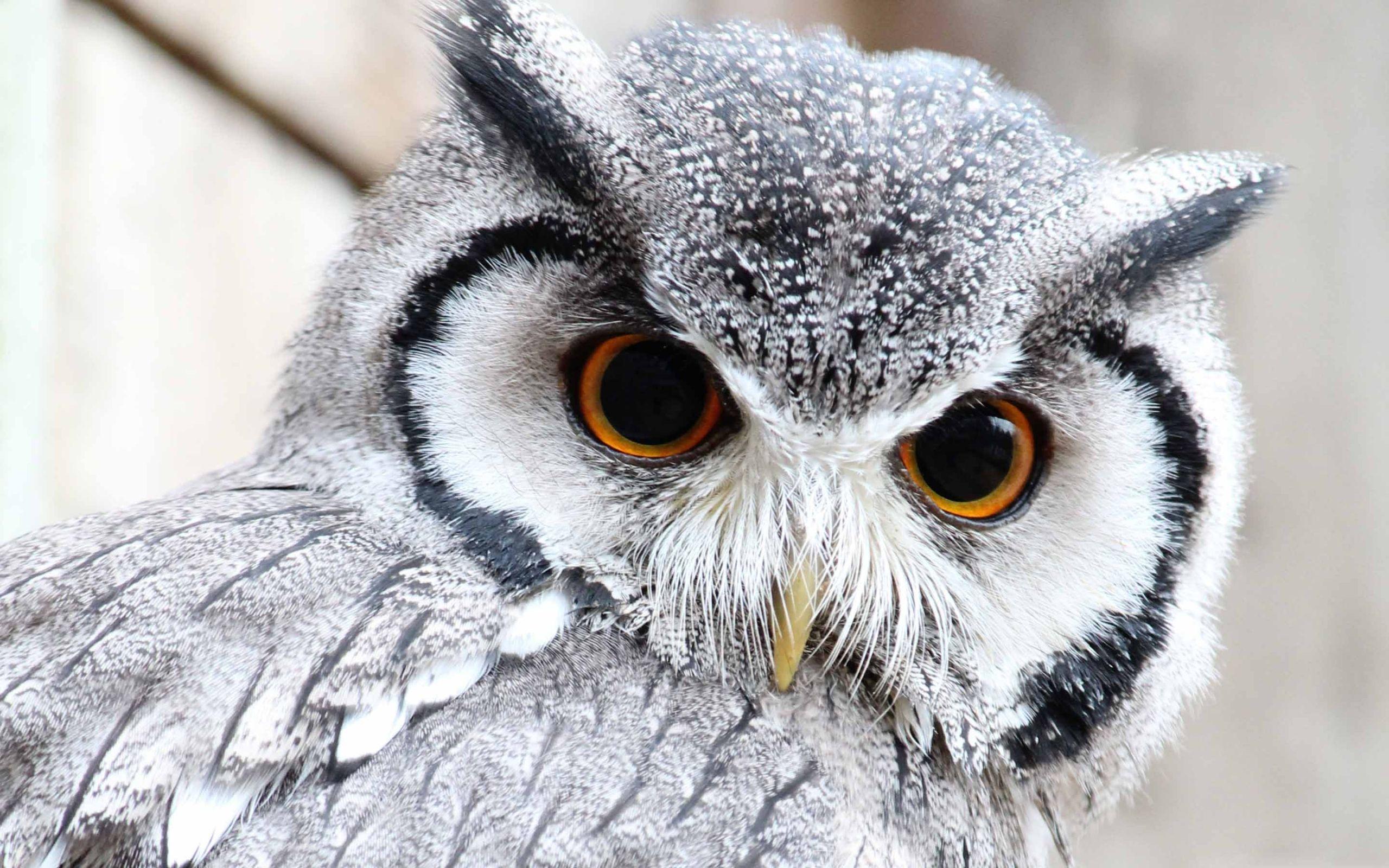 2560x1600 Best owl Mac Wallpaper Free HD Download