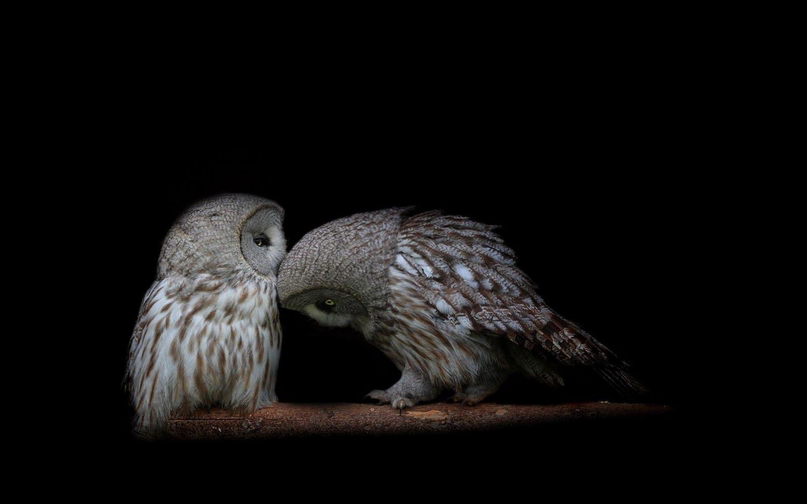 1600x1000 HD Owl Wallpaper Owl Picture