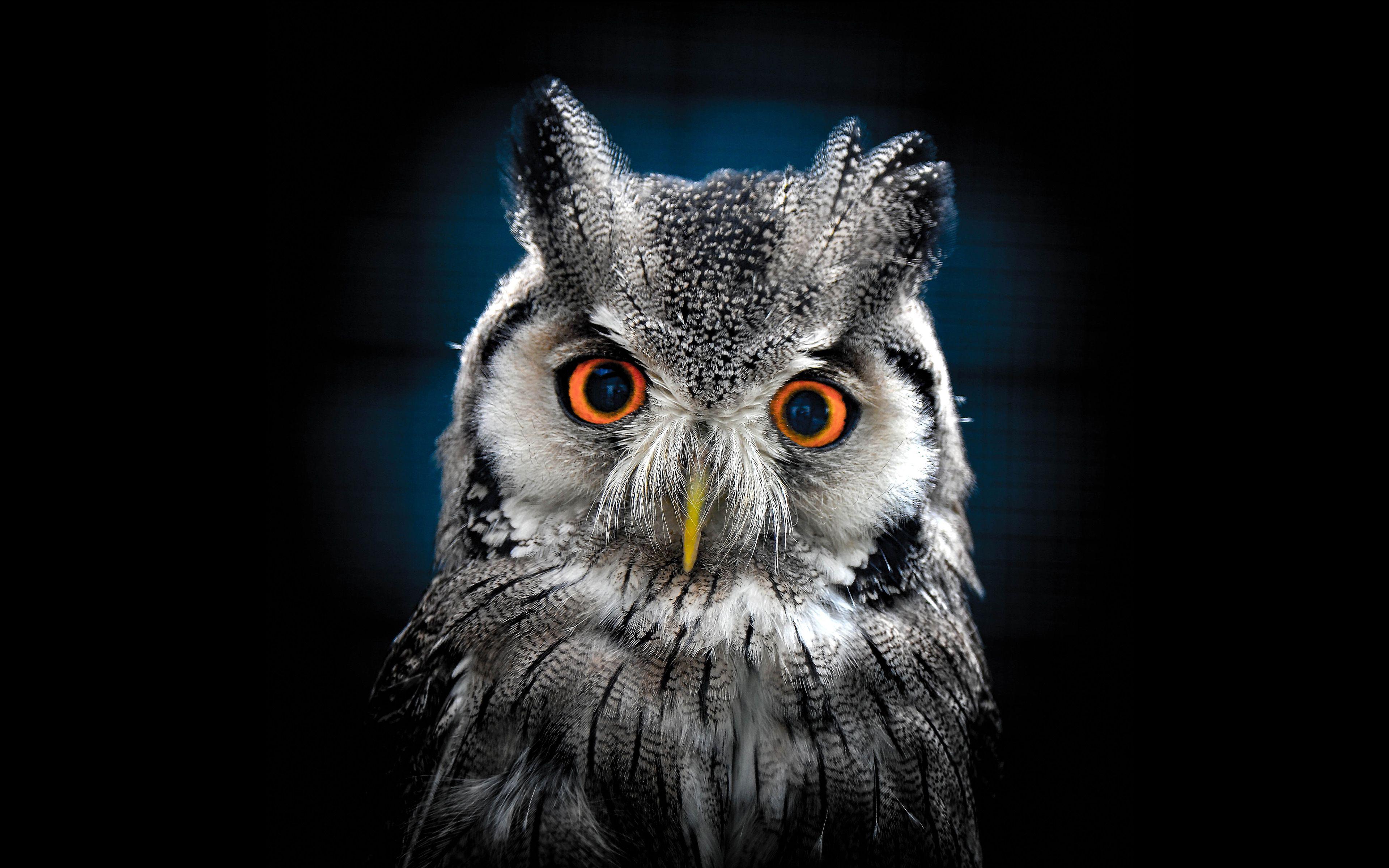 3840x2400 Owl Wallpaper Best Wallpaper HD For Desktop :