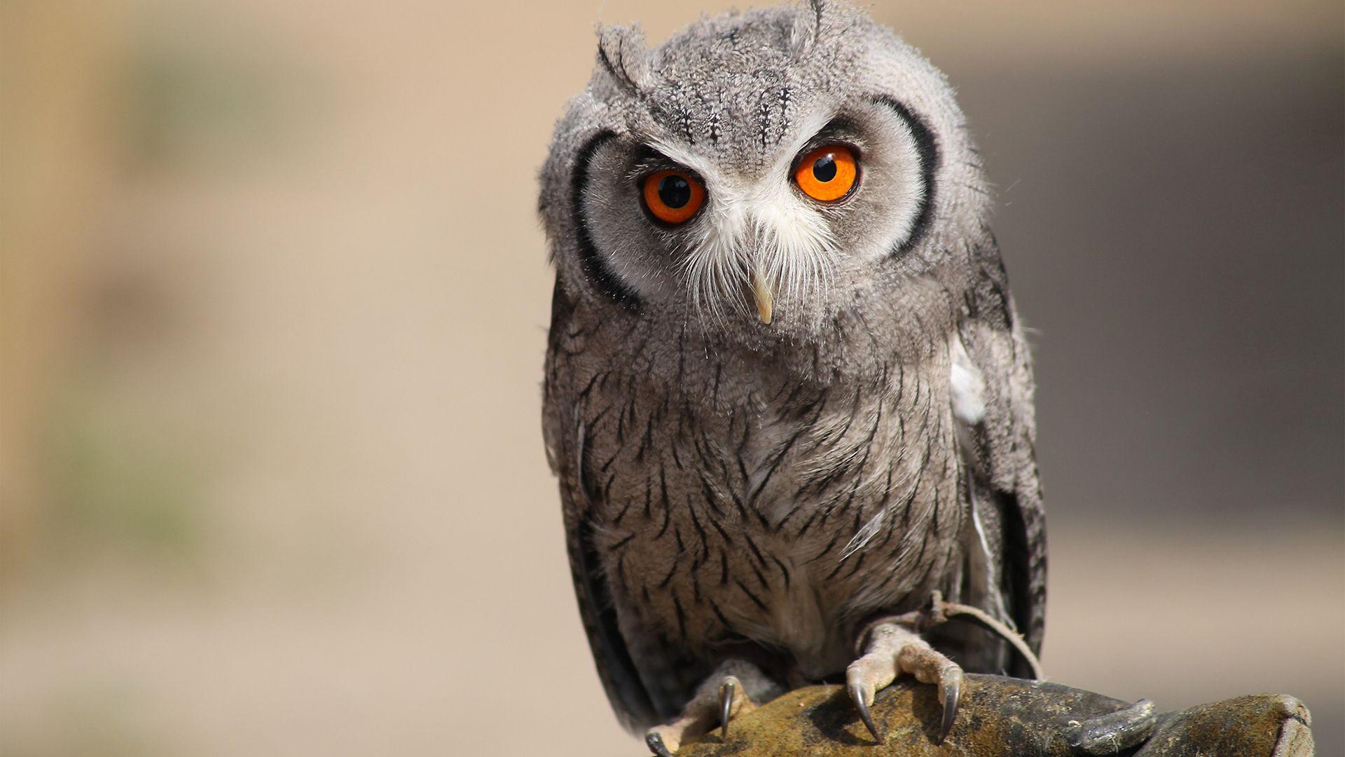 1920x1080 Owl HD Wallpaperx1080
