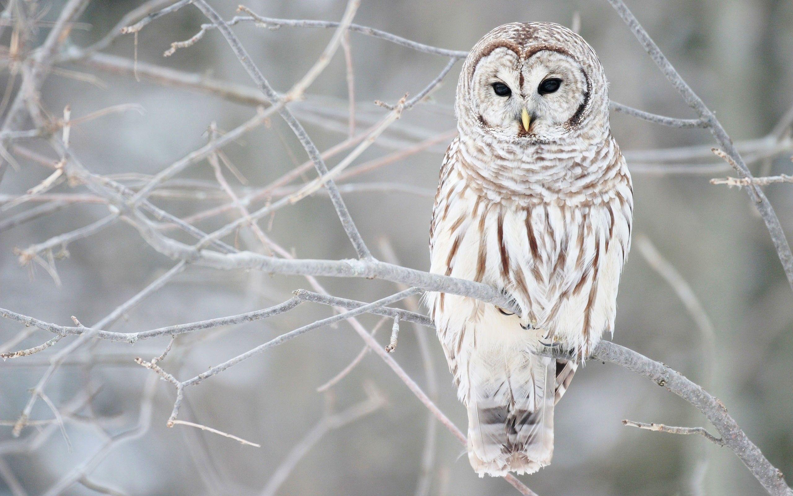 2560x1600 Owl Wallpaper