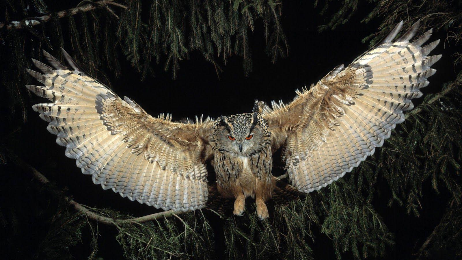 1600x900 Owl Full HD Wallpaper, Owl HD Wallpaper, Owl Wallpaper, Owl