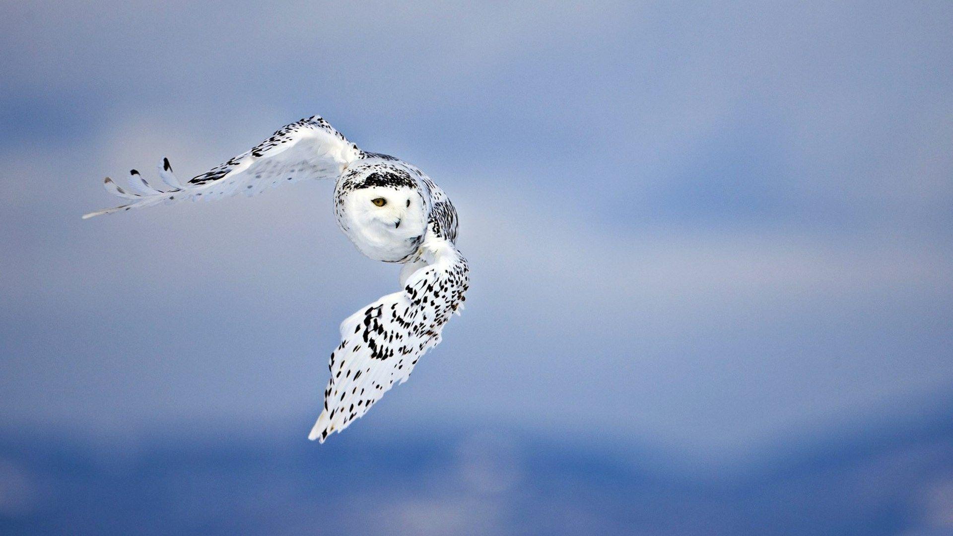 1920x1080 Snowy Owl Wallpaper