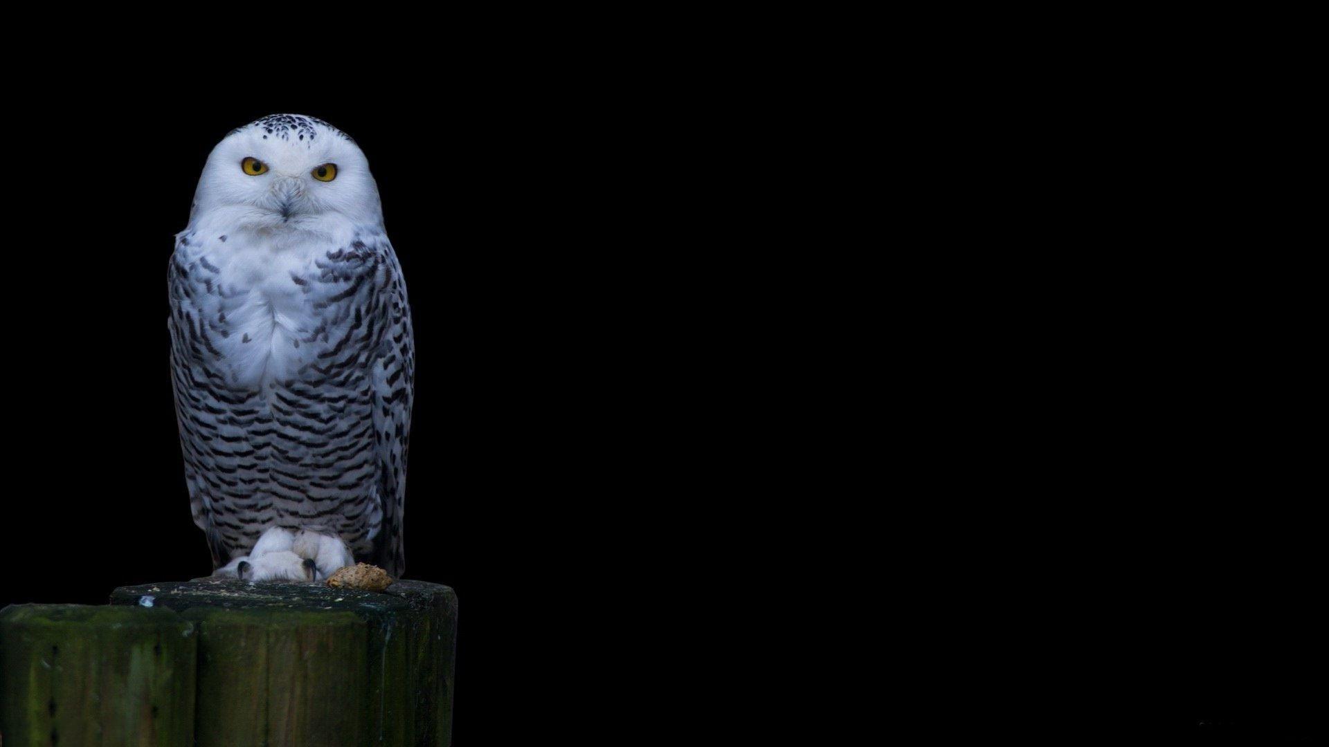 1920x1080 Owl Wallpaper HD Download White Head Owl Wallpaper Owl Wallpaper & Background Download