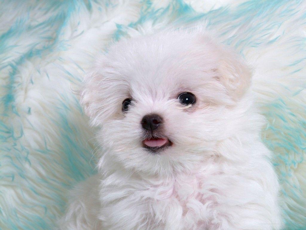 1024x768 Kinds Of Wallpaper: Cute Animal Wallpaper