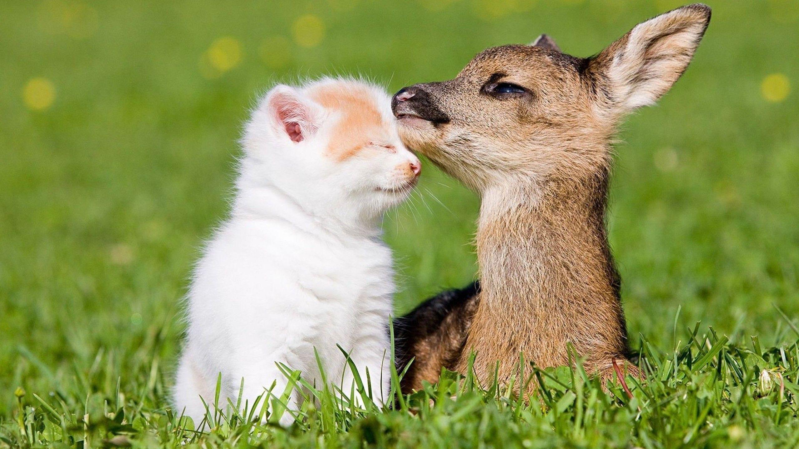 2560x1440 Cute Animal Kitten And Little Deer Wallpaper D Wallpaper