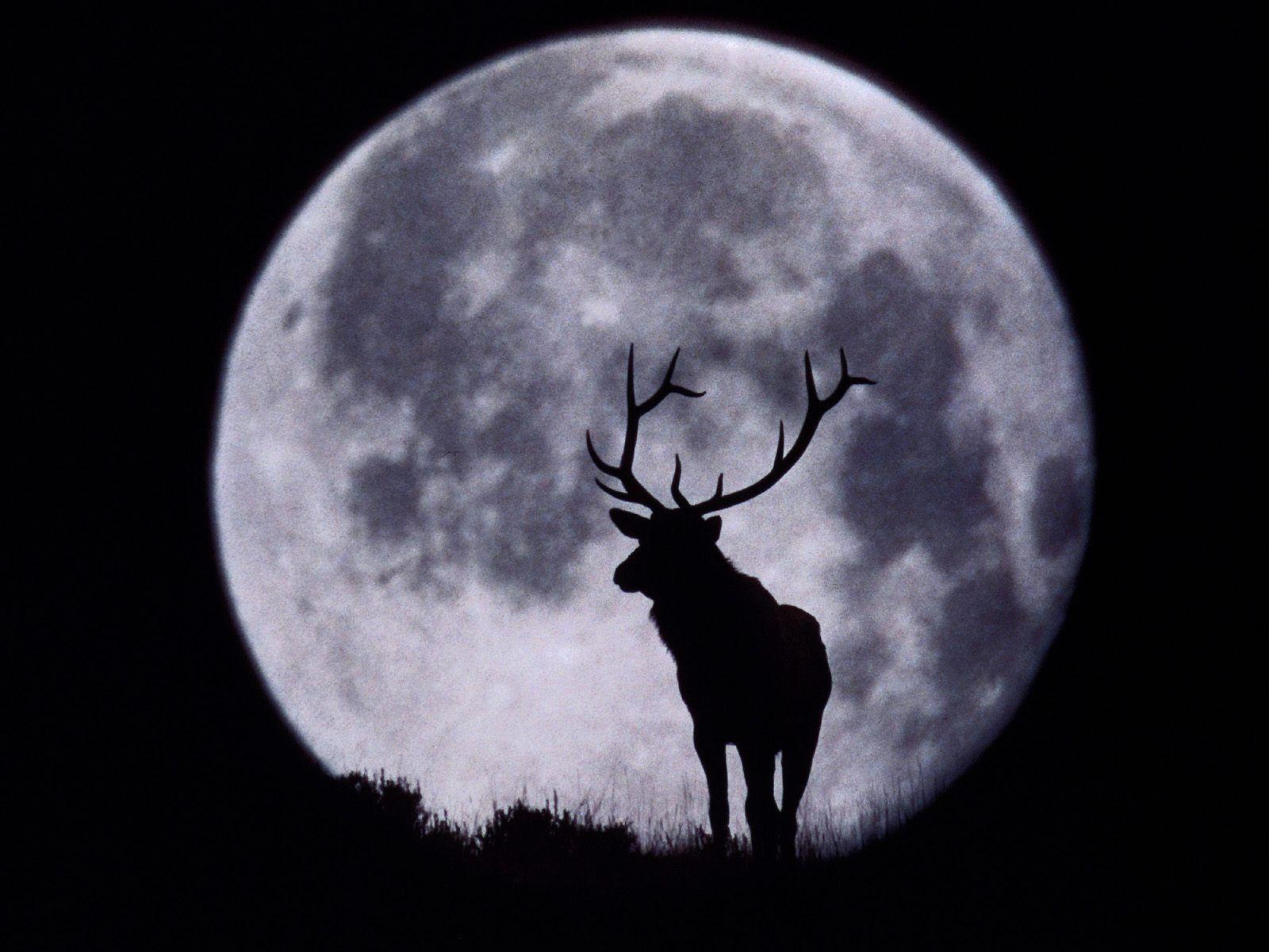 1600x1200 tumblr wallpaper desktop Google Search Everything New Moon 1600x1200