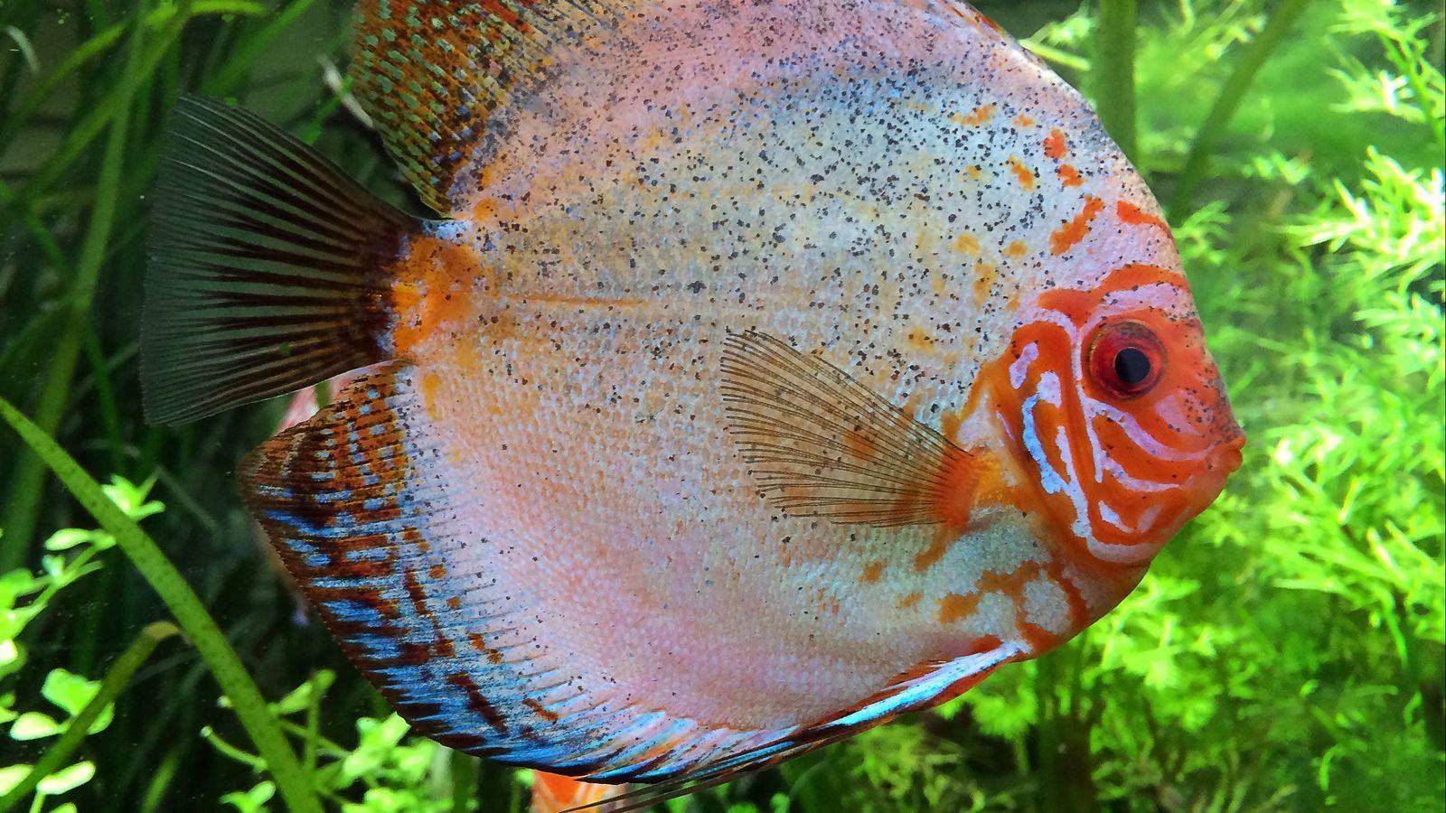 1600x900 Download wallpaper 1600x900 cichlid, fish, aquarium widescreen 16