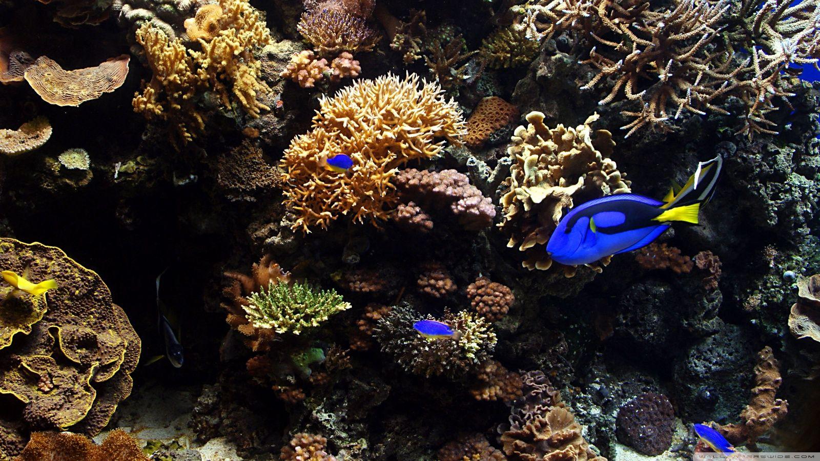 1600x900 Aquarium Fish Ultra HD Desktop Background Wallpaper for 4K UHD TV