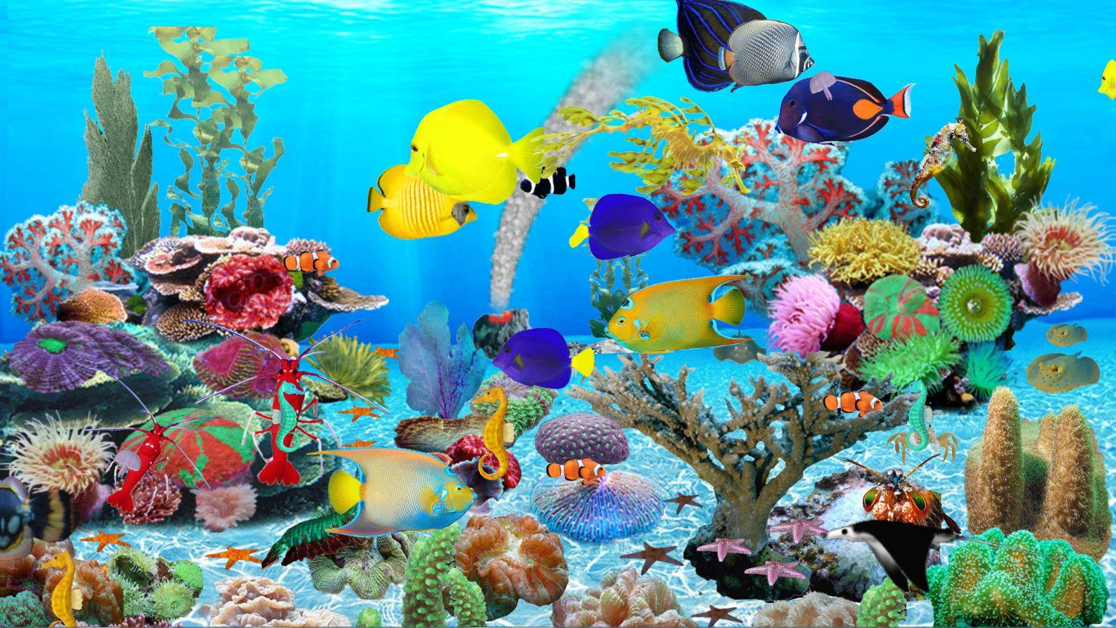 1600X900 Aquarium Wallpapers - Top Free 1600X900 Aquarium Backgrounds ...