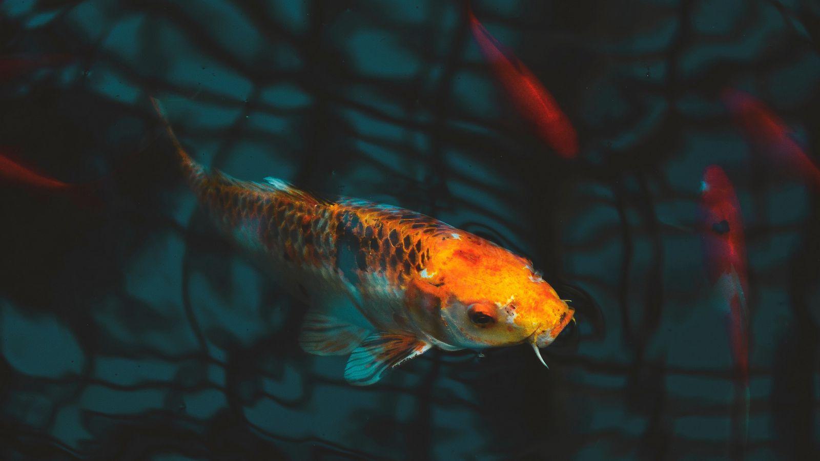 1600x900 Download wallpaper 1600x900 fish, carp, koi, aquarium widescreen