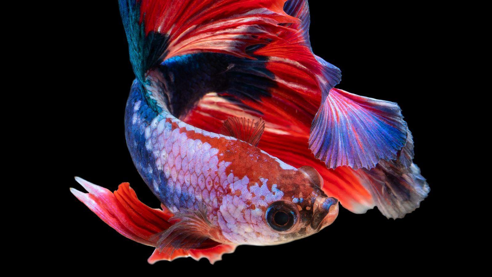 1600x900 Download wallpaper 1600x900 fish, aquarium, red, dark background