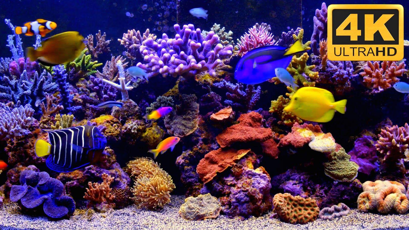 1600x900 Free download 4K Aquarium Video as desktop wallpaper 1600x900