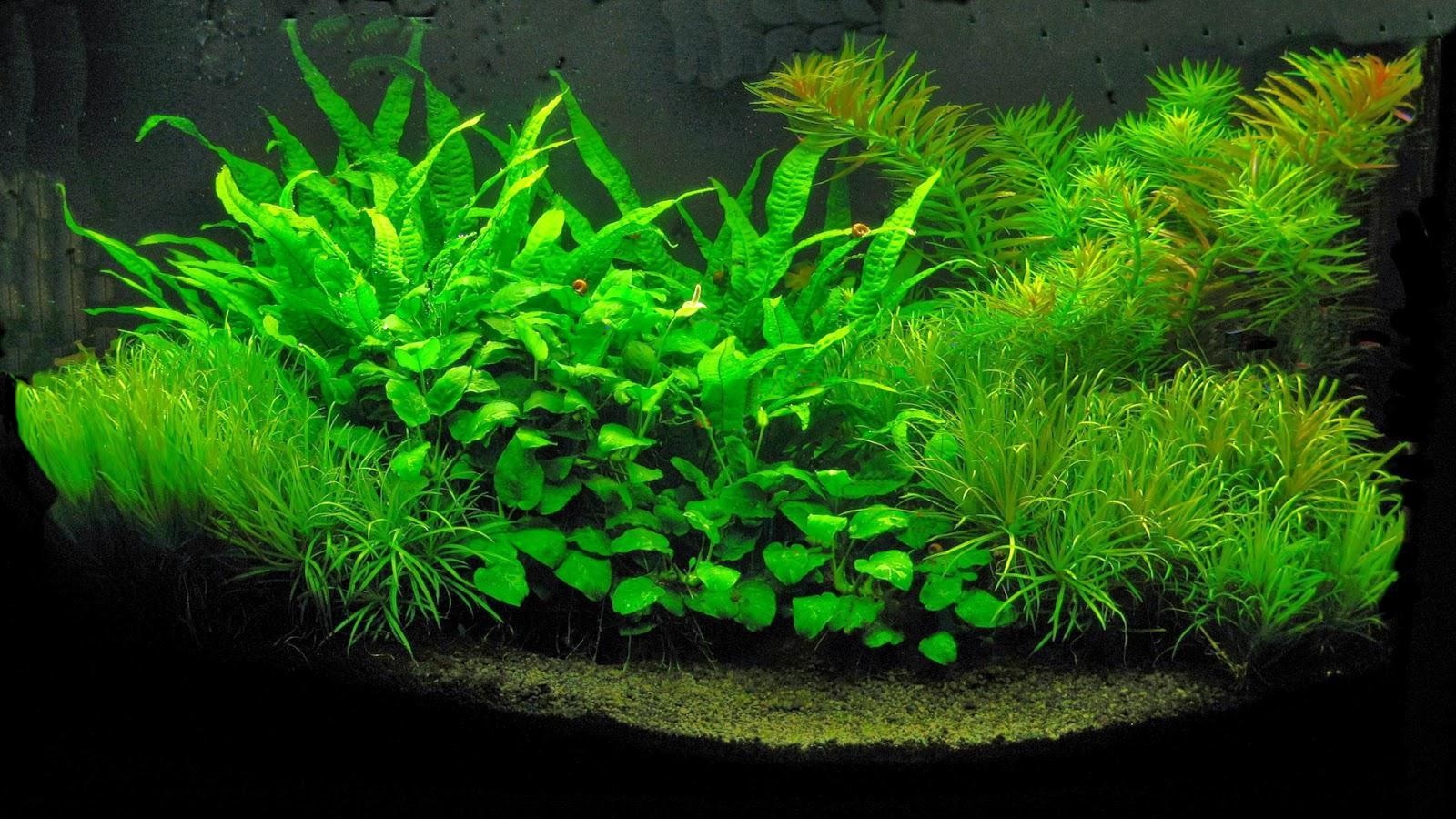 1600x900 UM: Aquarium, wallpaper v.5.6 jpeg