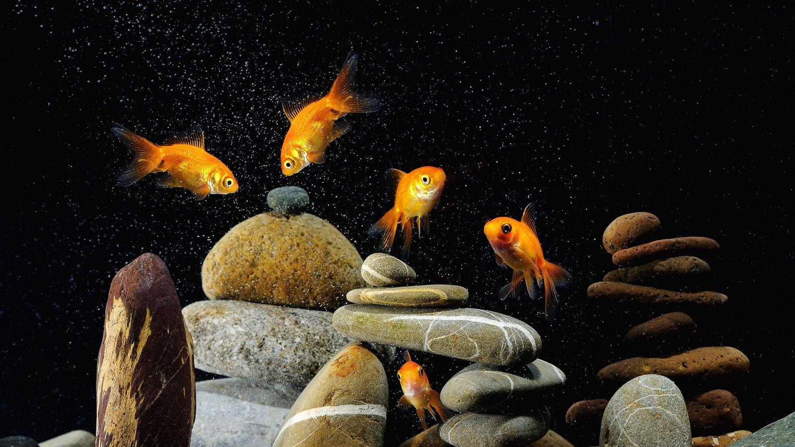 1600x900 Download wallpaper 1600x900 fish, aquarium, rocks, black