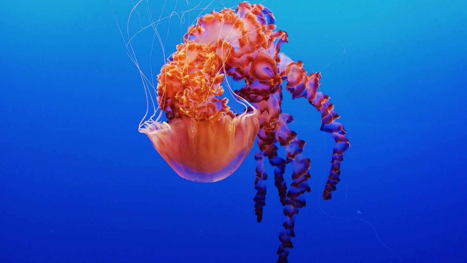 1600x900 Download 1600x900 Jellyfish, Underwater, Aquarium Wallpaper