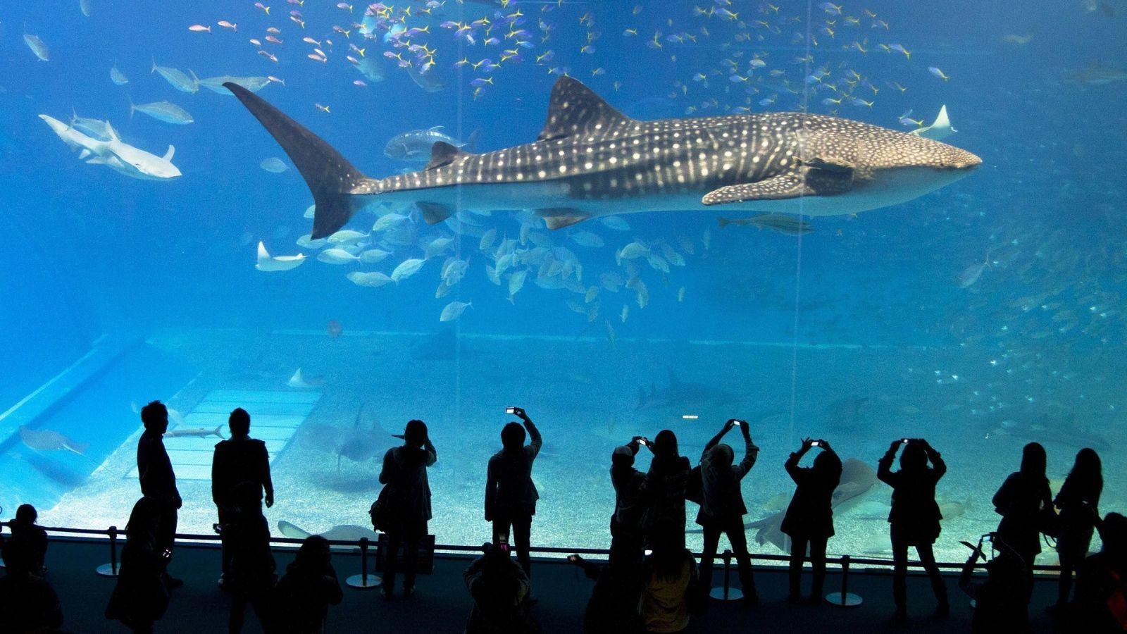 1600x900 Big fish in the aquarium Desktop wallpaper 1600x900