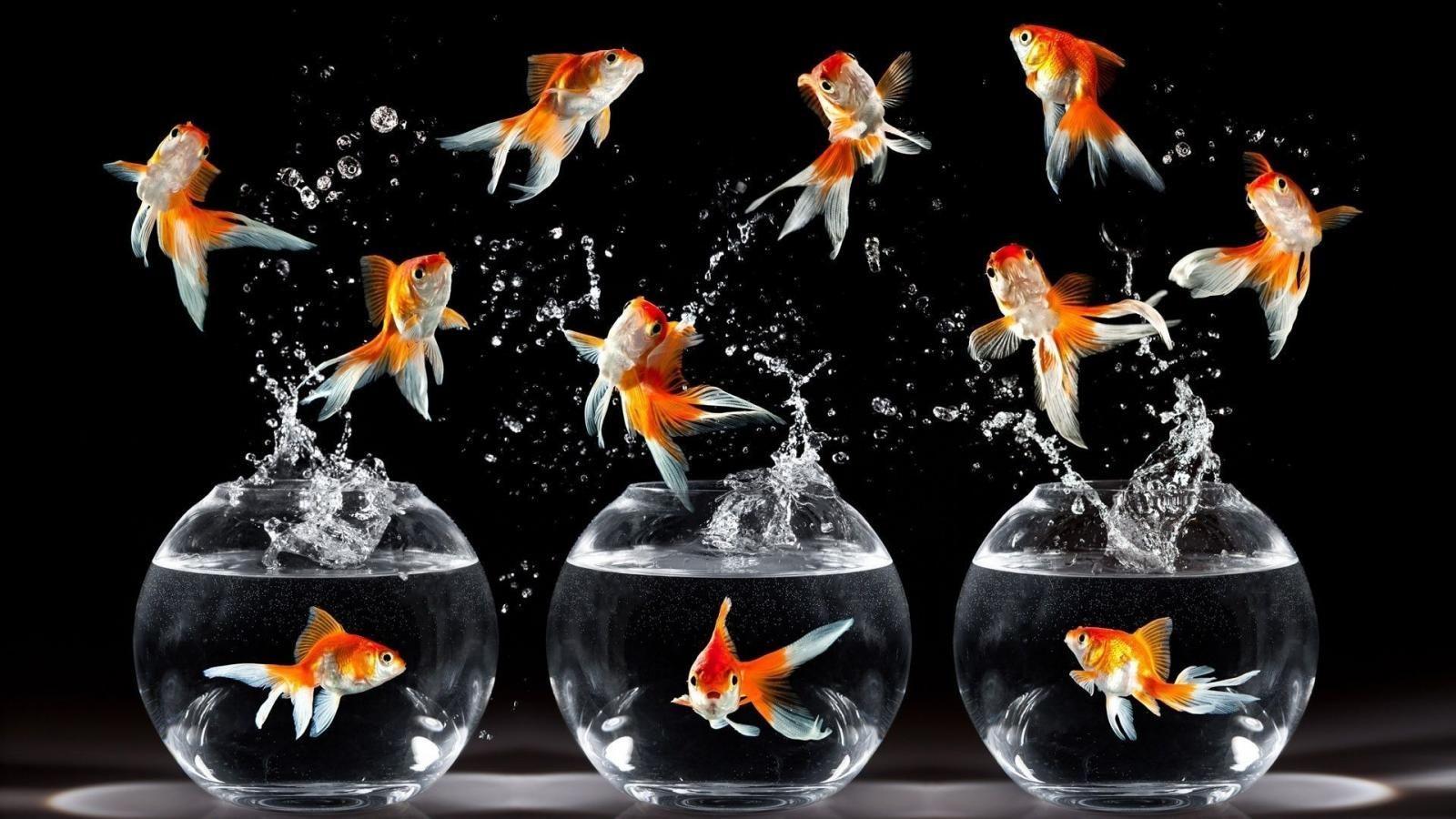 1600x900 Wallpaper Aquario Aquarium Fish Goldfish 1600x900. Fish