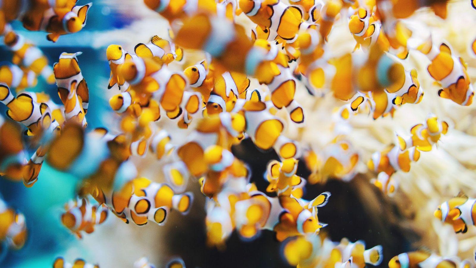 1600x900 Aquarium Fish Wallpaper