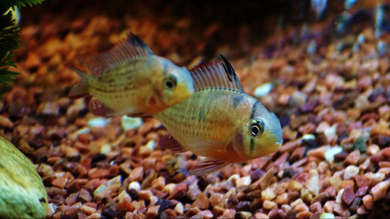 1600x900 Download wallpaper 1600x900 fish, aquarium, water, macro