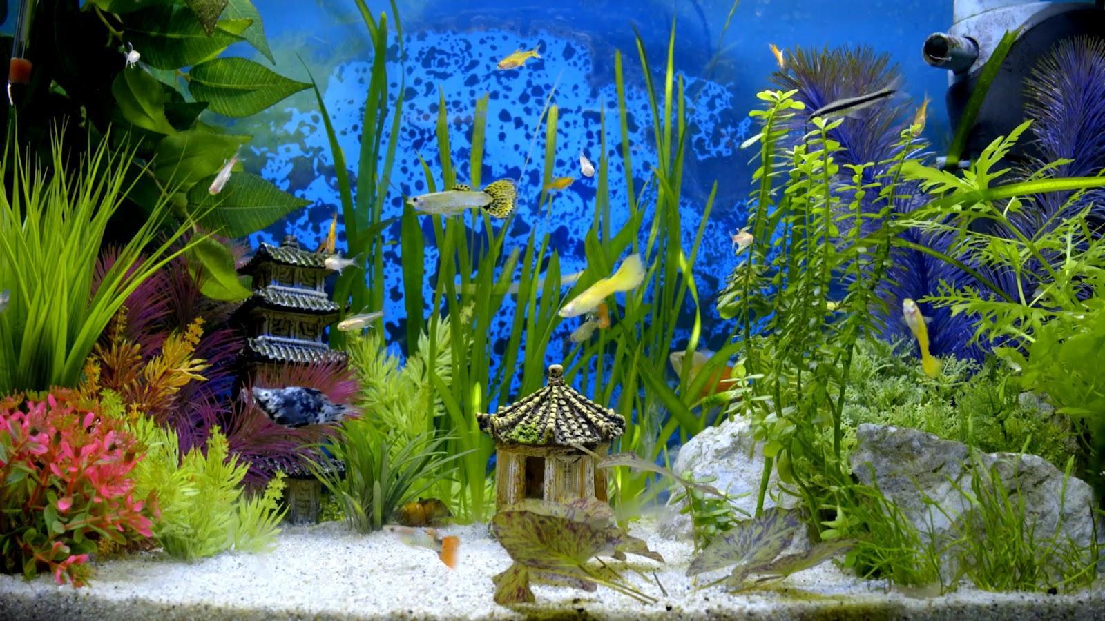 1600x900 Fish Aquarium Wallpaper