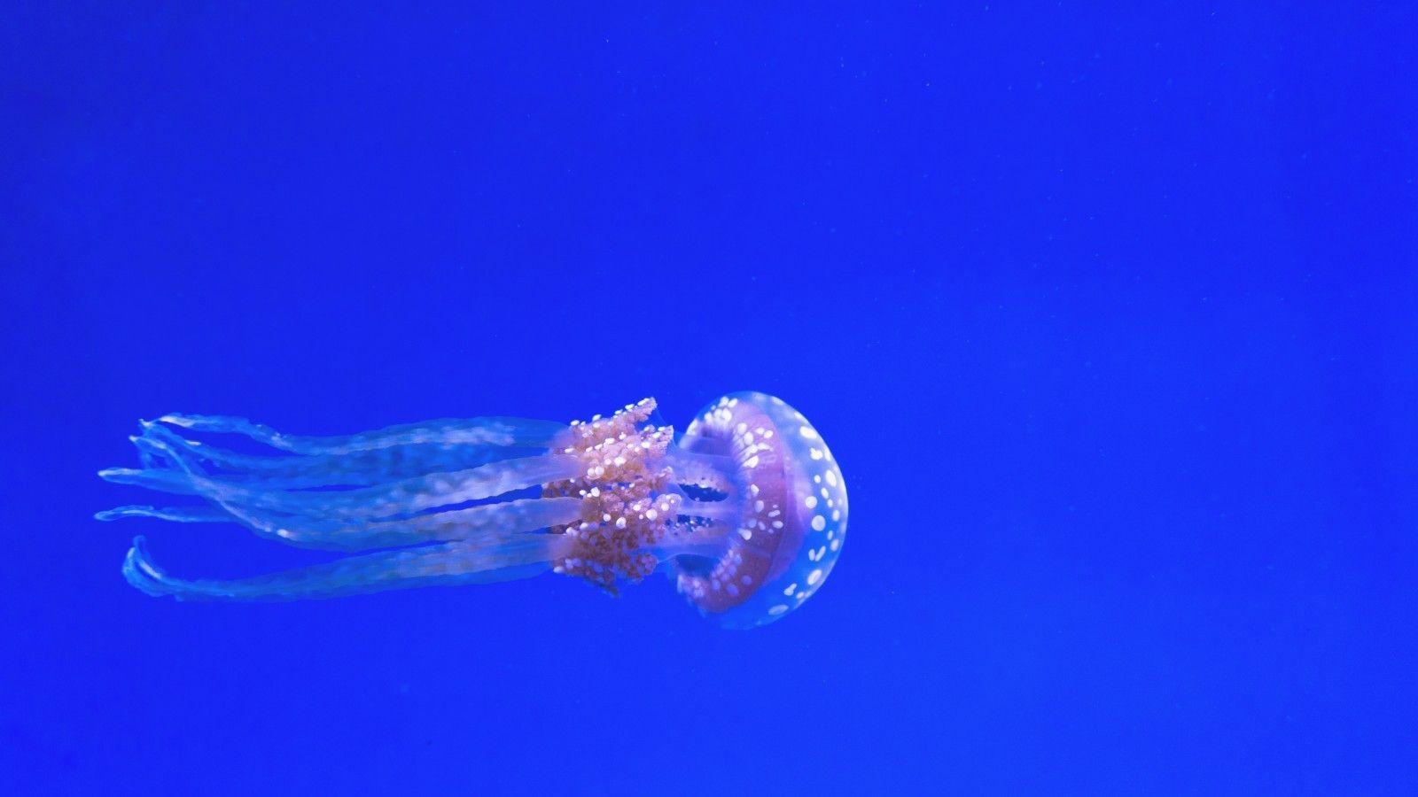 1600x900 Download 1600x900 Jellyfish, Underwater, Aquarium, Blue Wallpaper