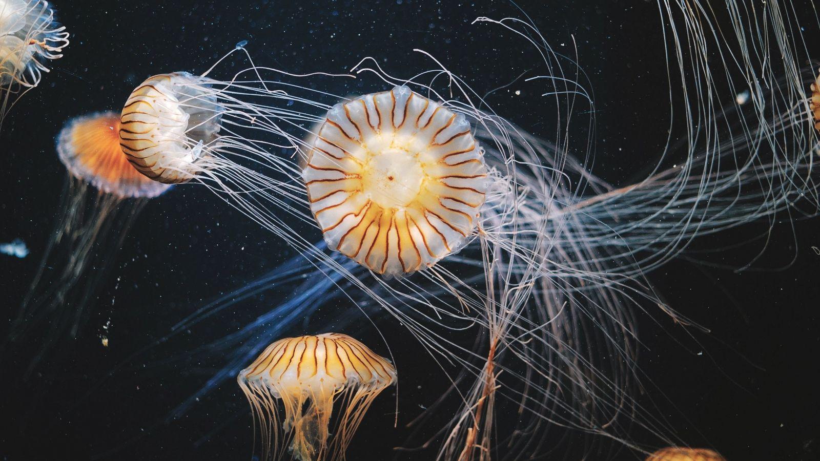 1600x900 Download 1600x900 wallpaper aquarium, animals, aquatic, jellyfish