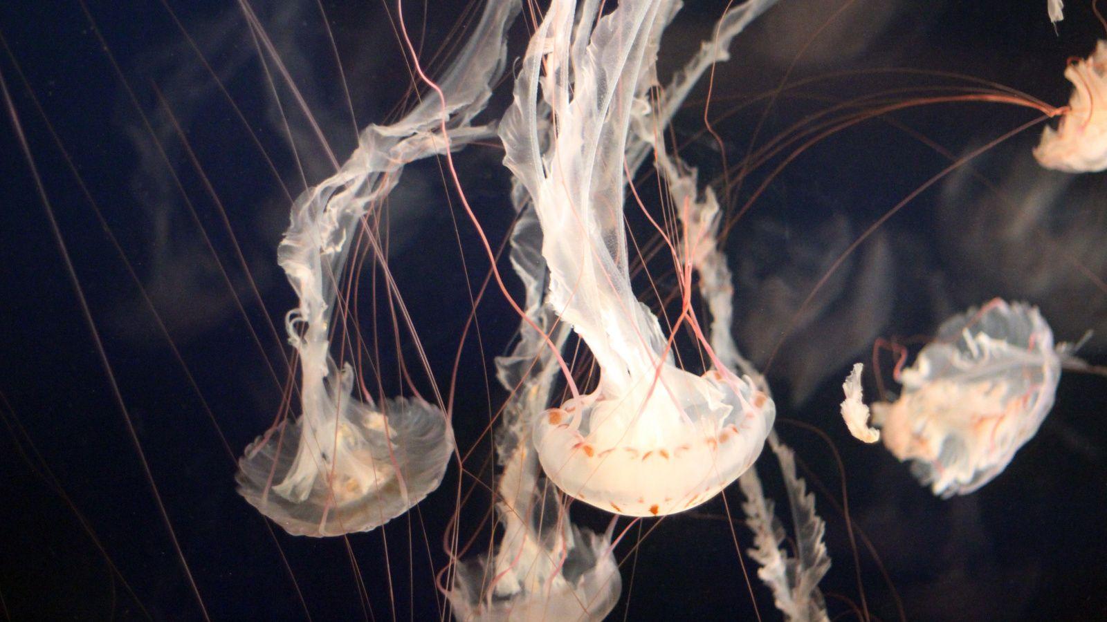 1600x900 Download Aquarium, white, underwater, jellyfish wallpaper