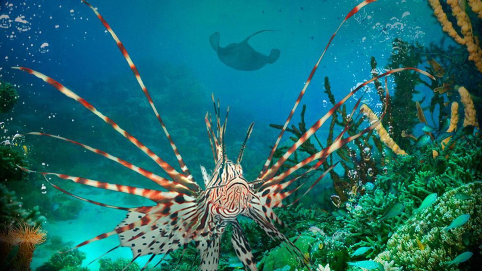 1600x900 Under The Sea God's Aquarium. Under The Sea Picture, Under