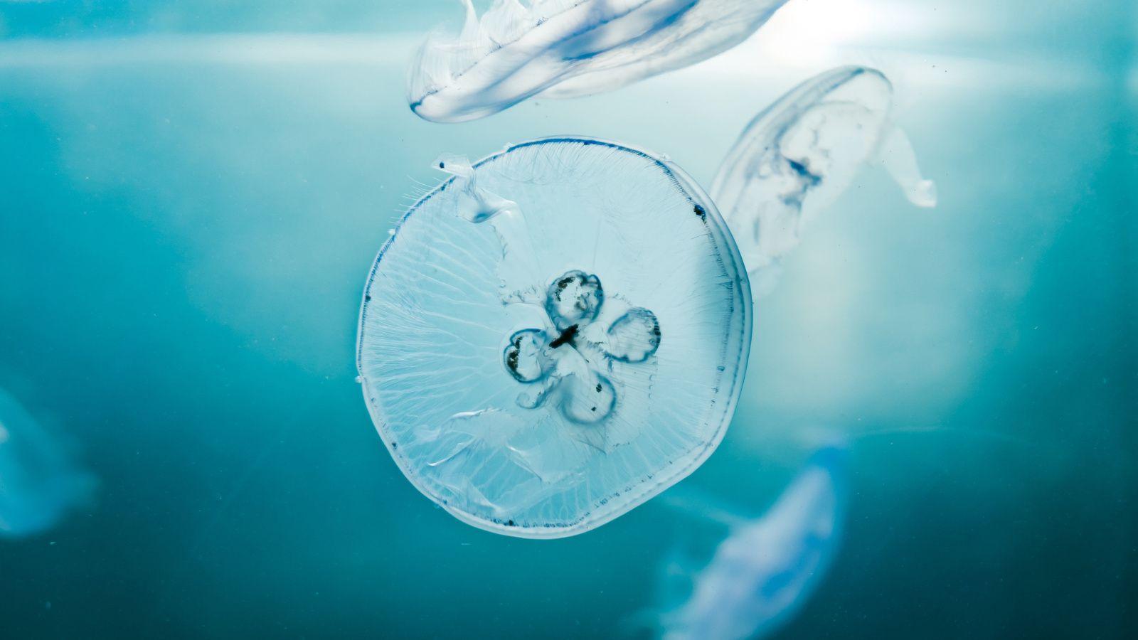 1600x900 Download Jellyfishes, aquarium, aquatic animals, underwater