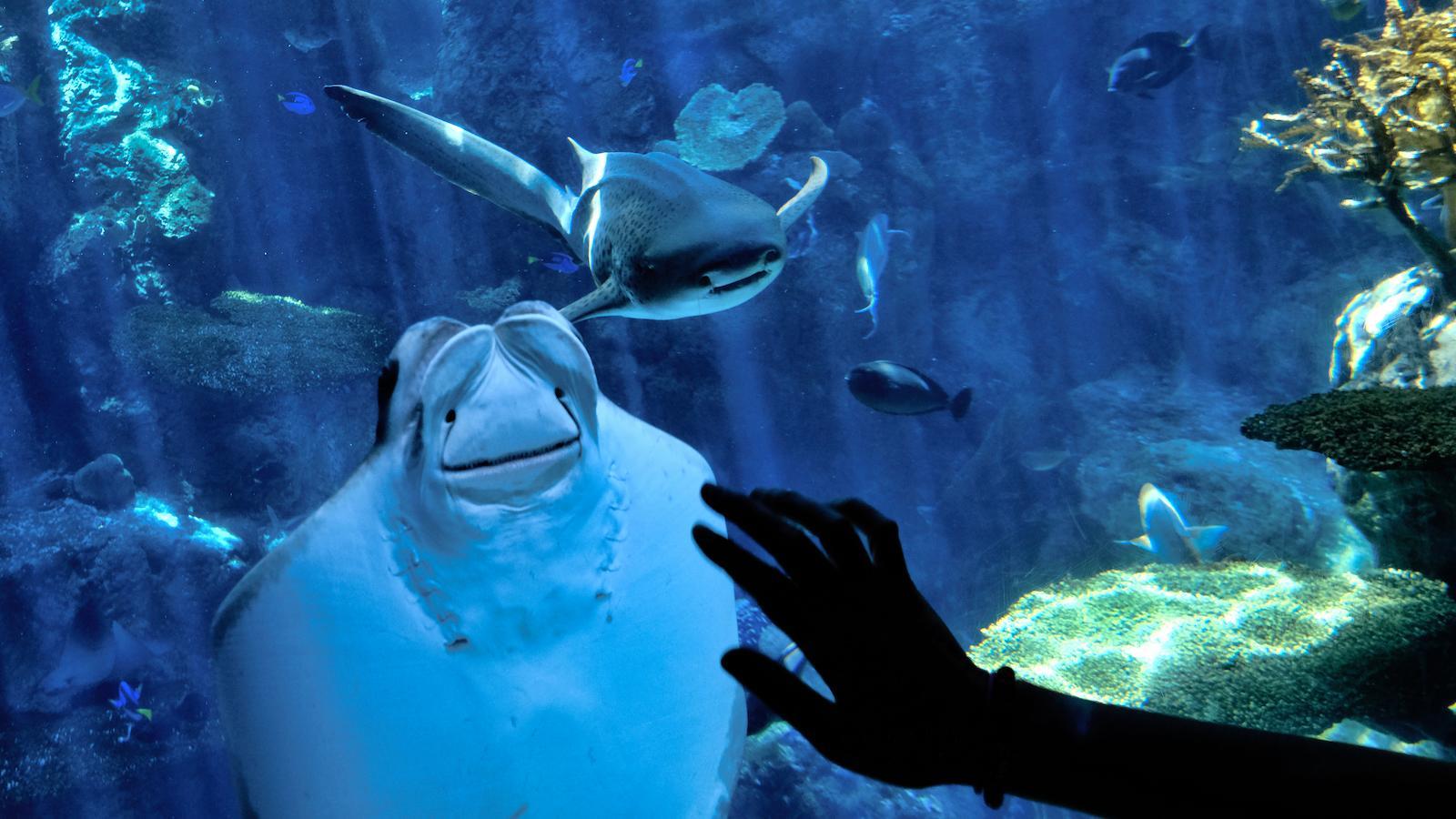1600x900 Are aquariums ethical?