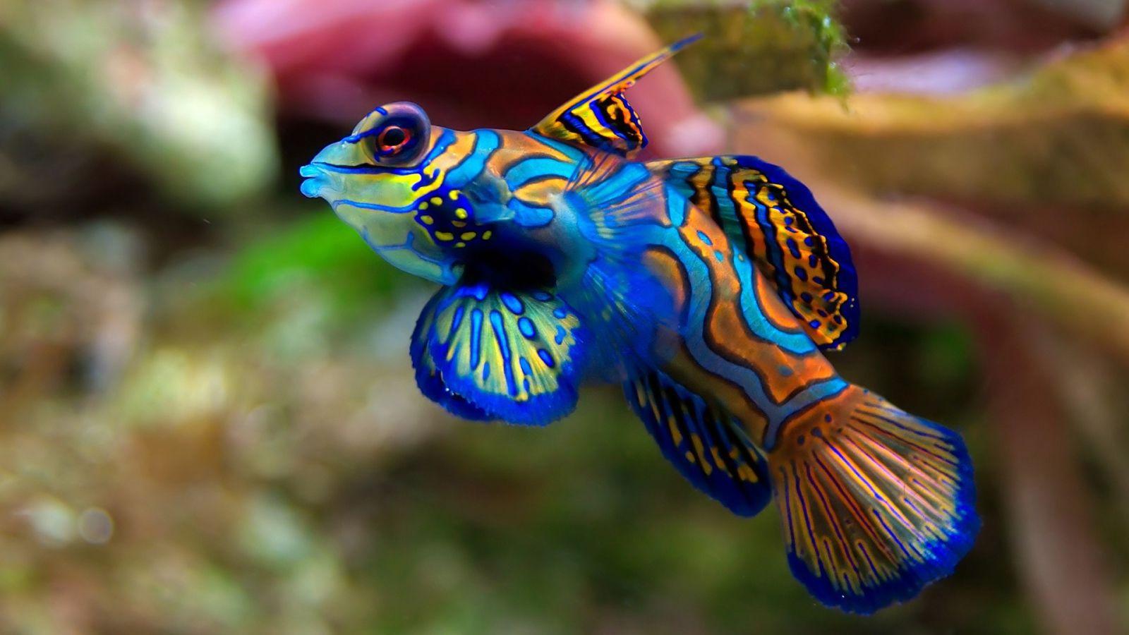 1600x900 Colorful fish in the home aquarium Desktop wallpaper 1600x900