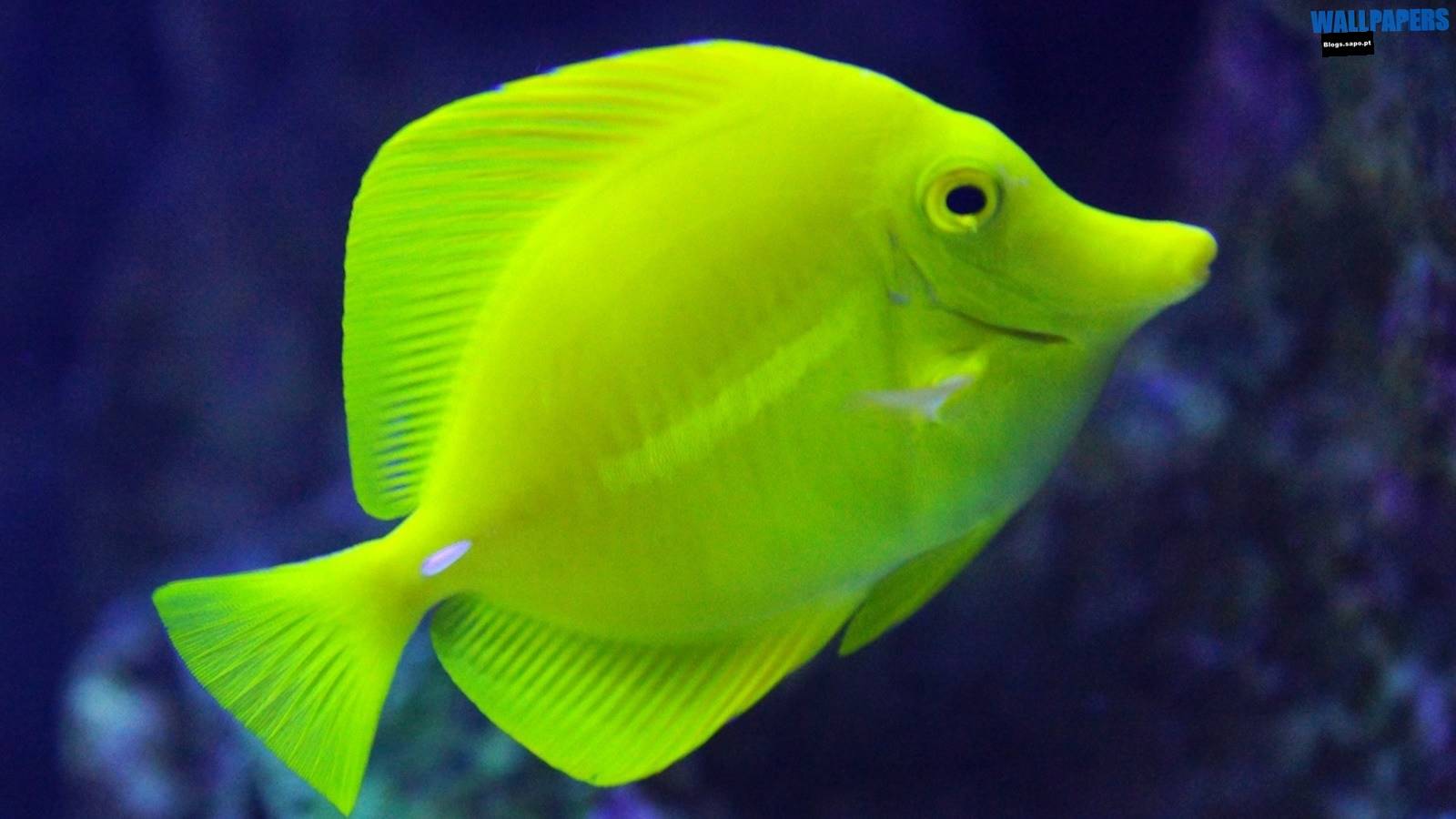 1600x900 Aquarium of the pacific los angeles wallpaper 1600×900. Wallpaper