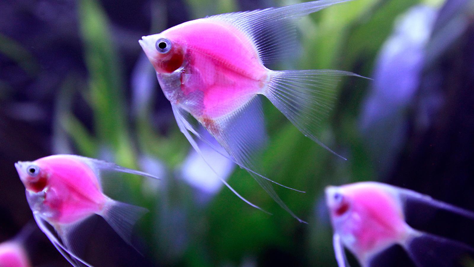 1600x900 How the invention of the aquarium transformed the way we think