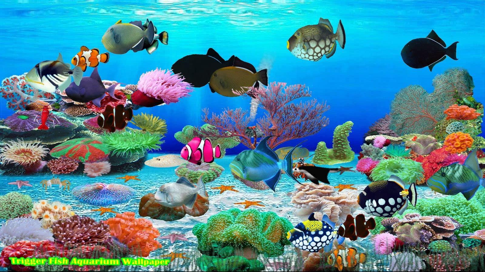 1600X900 Aquarium Wallpapers - Top Free 1600X900 Aquarium Backgrounds ...