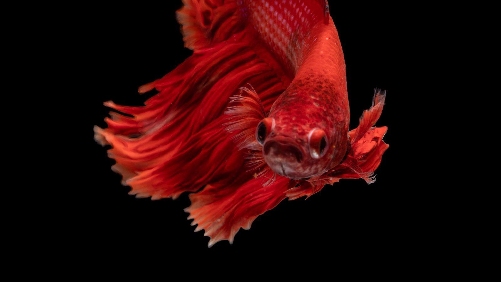 1600x900 Download wallpaper 1600x900 fish, red, underwater world, aquarium