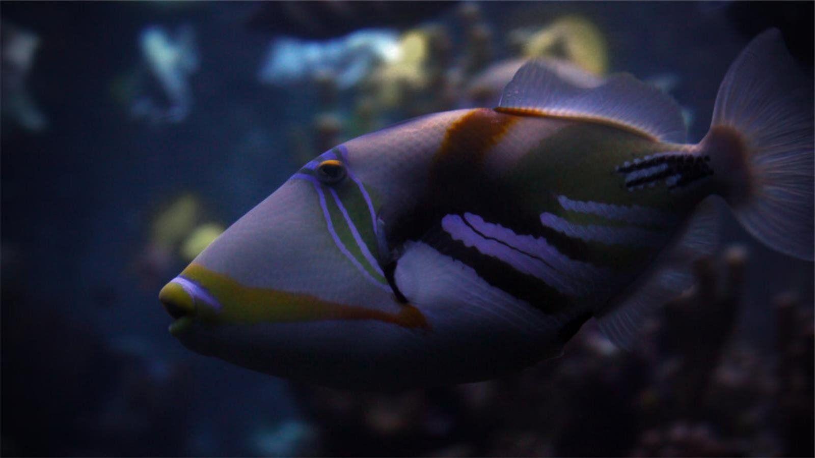 1600x900 Fish Wallpaper and Background Imagex900